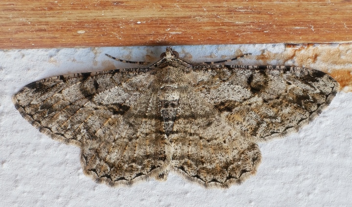 Peribatodes rhomboidaria ?  S !